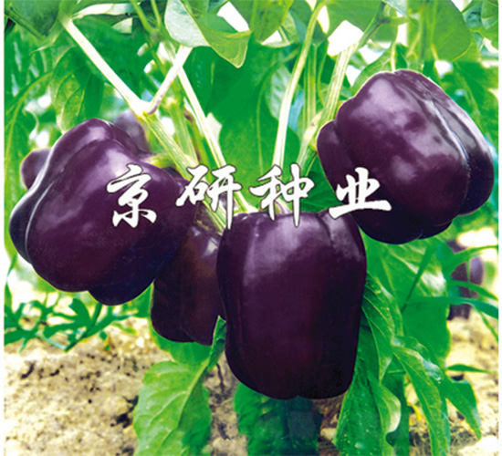 ����2̖-�����N��-����