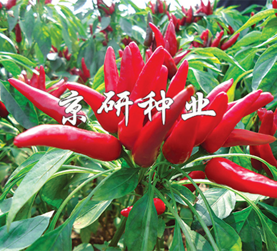 ��(gu��)��116-�����N��-����