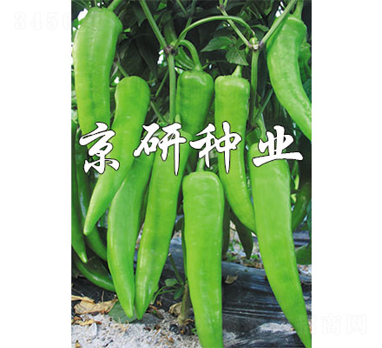 �ٺ�740-�����N��-����