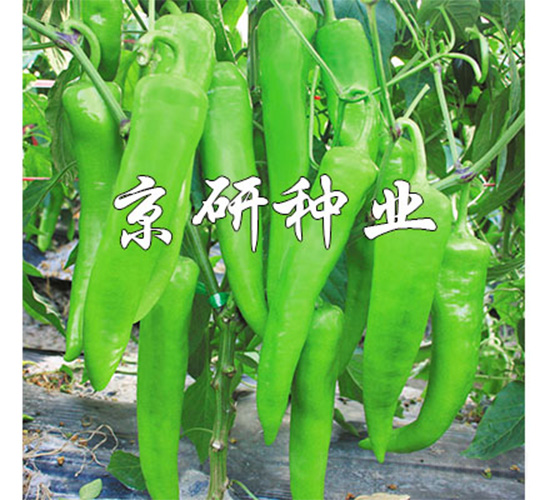 �ٺ�742-�����N��-����