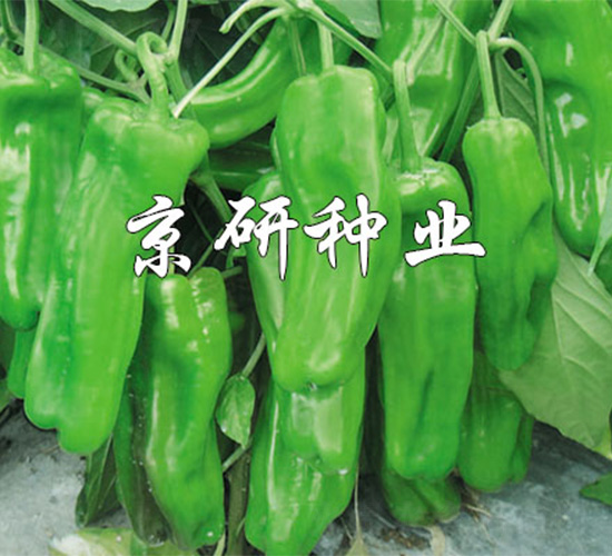 ����519-�����N��-����