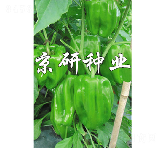 ����514-�����N��-����