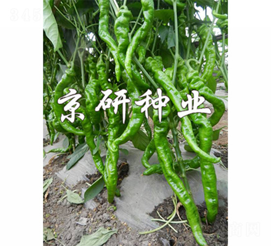 ����1̖(h��o)-�����N��-����