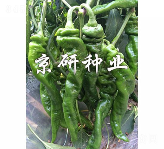 ����3̖-�����N��-����