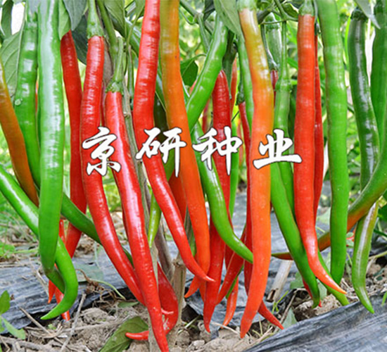 ����5̖-�����N��-����