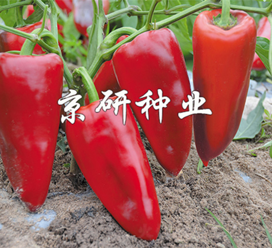 ��������3̖(h��o)-�����N��-����