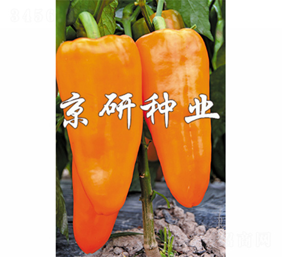 �S��-�����N��-����