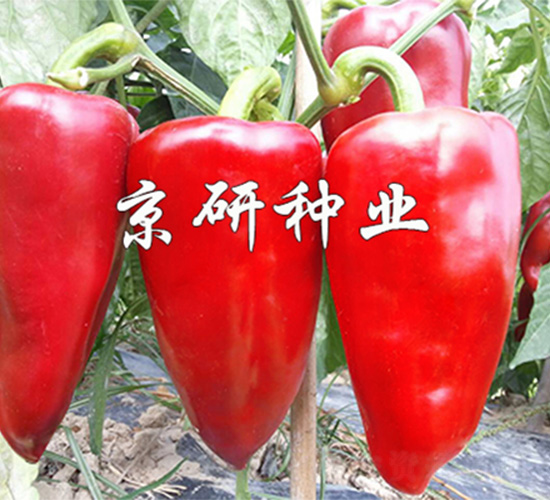 ���T5̖(h��o)-�����N��-����