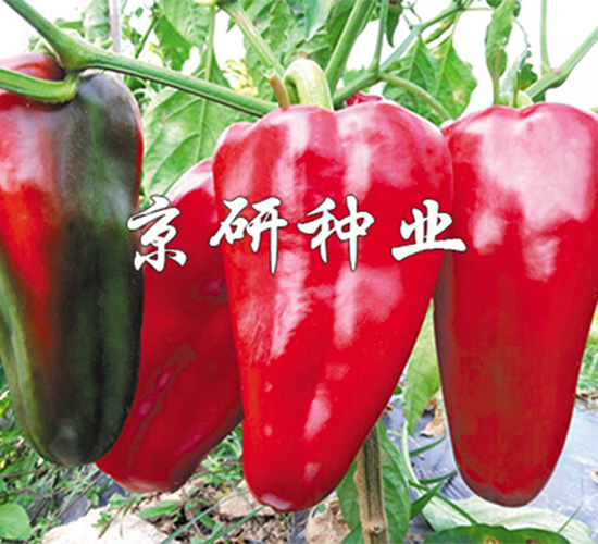 ���T6̖-�����N��-����