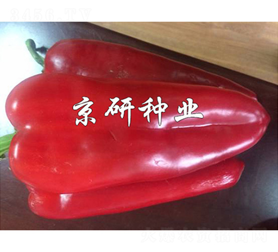 ���T205-�����N��-����