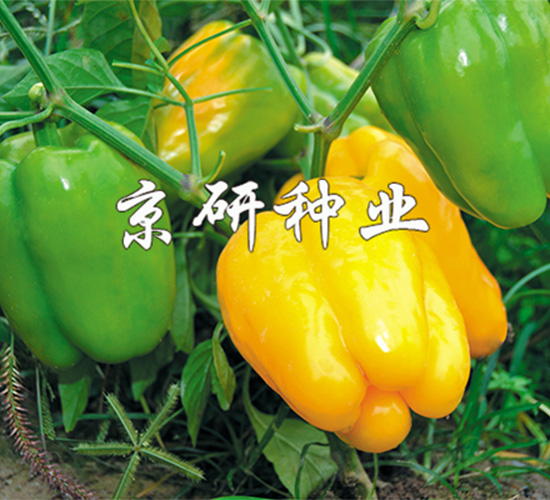 ����3̖(h��o)-�����N��-����