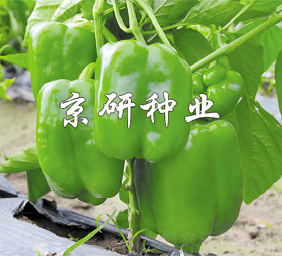 ����5̖-�����N��-����