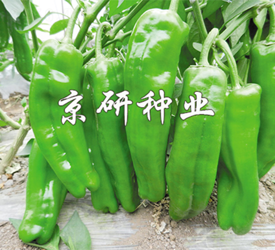 ����901-�����N��-����