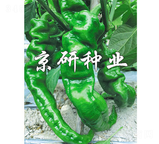 ����26-�����N��-����