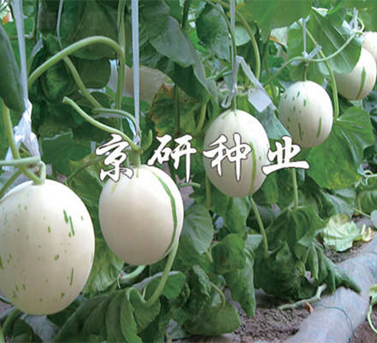 ���������-��ϷN��-����