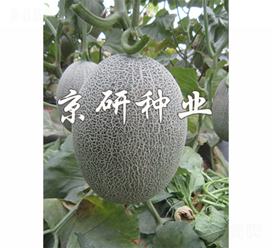 ������18-��ϷN��-����