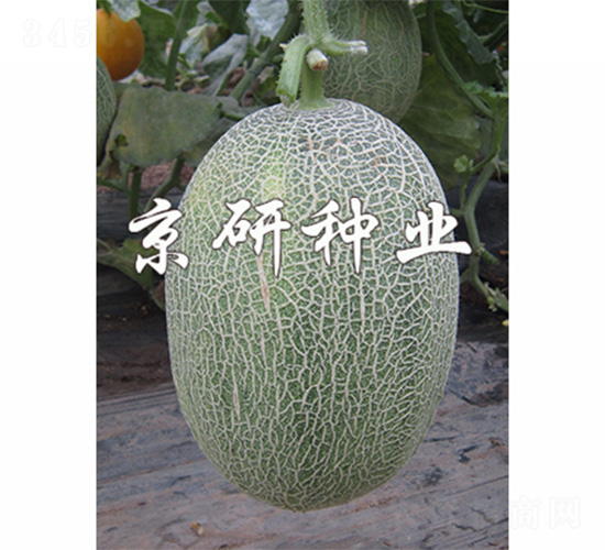 ������28-��ϷN��-����