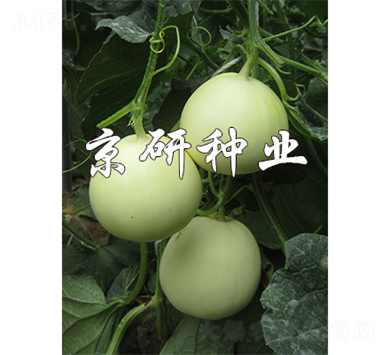 ����-��ϷN��-����