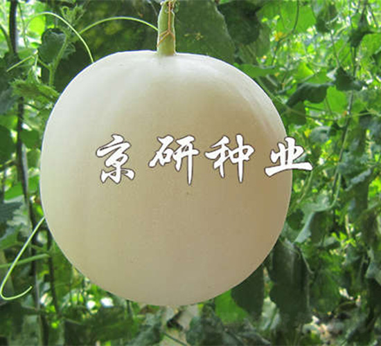 ��������-��ϷN��-����