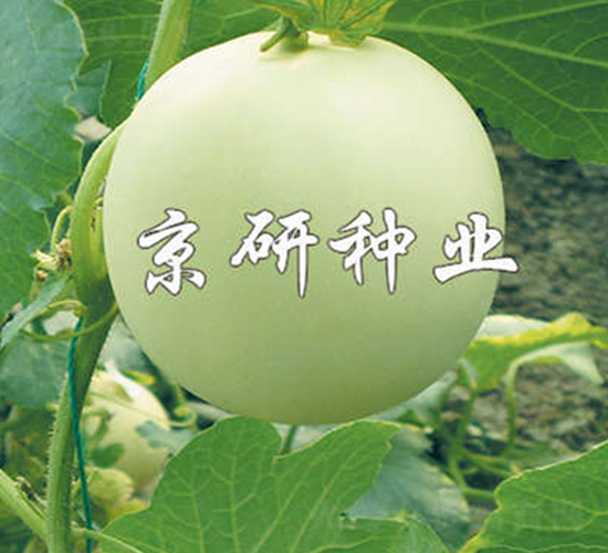 ����1̖-��ϷN��-����