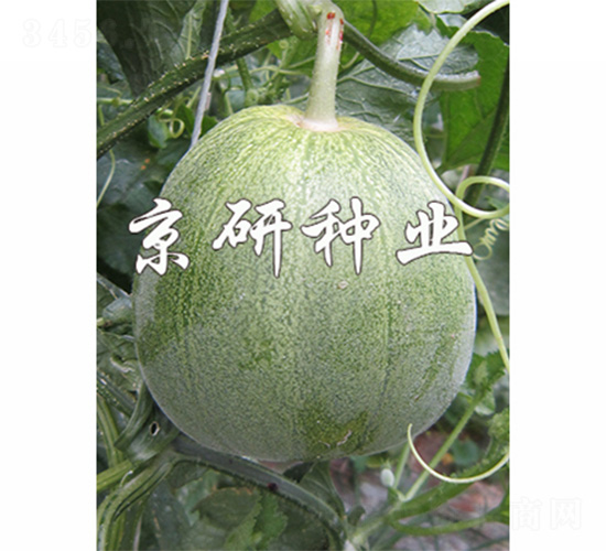 ����848-2-��ϷN��-����