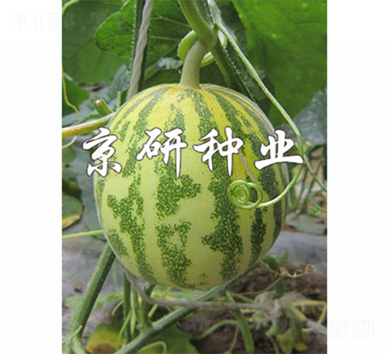 ����850-2-��ϷN��-����