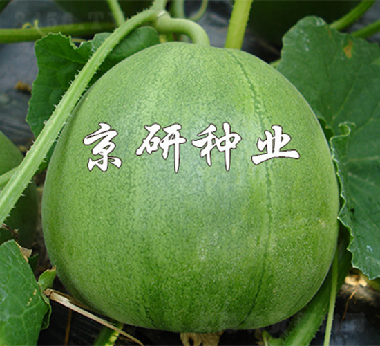 ����G��2̖(h��o)-��ϷN��-����