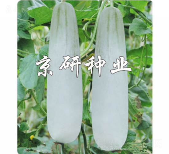 ������Ǵ�-��ϷN��-����