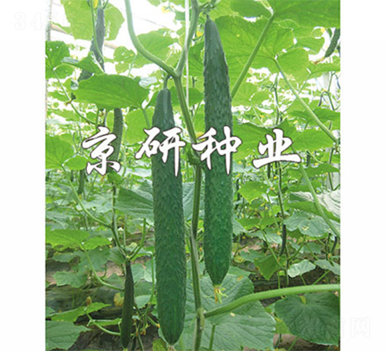 ���S68-�S�ϷN��-����