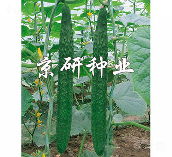 ���S298-�S�ϷN��-����