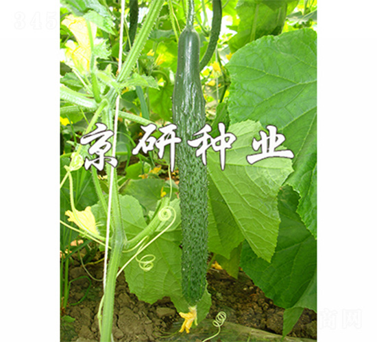 ����E31-�S�ϷN��-����