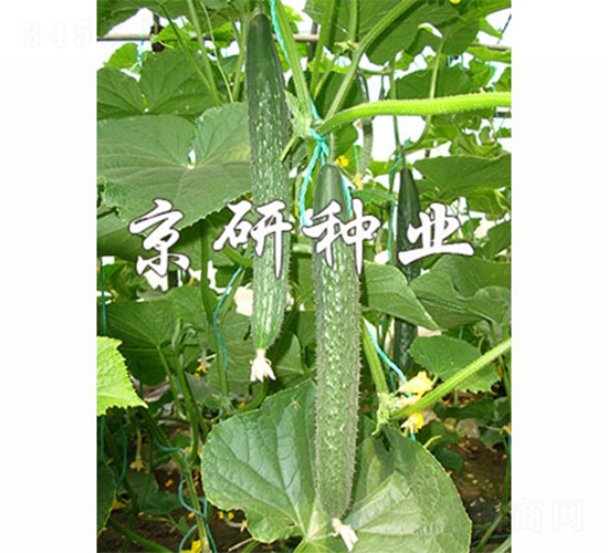 ����106-�S�ϷN��-����