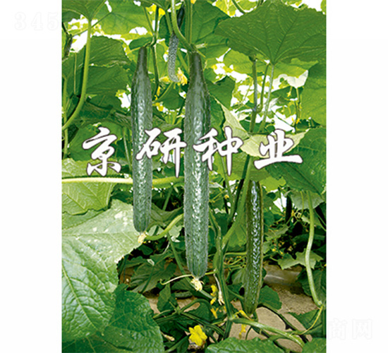 ����107-�S�ϷN��-����