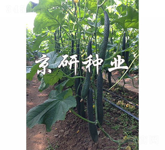 ���S235-�S�ϷN��-����