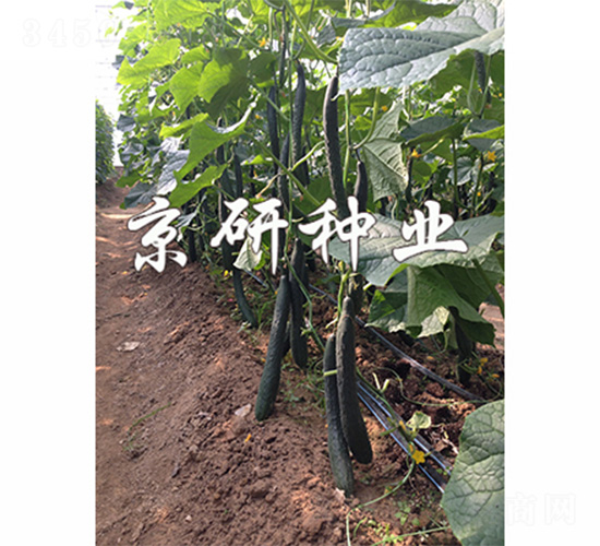 ���S440-�S�ϷN��-����