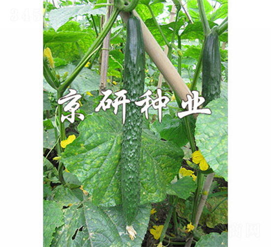 ���д���G3̖(h��o)-�S�ϷN��-����