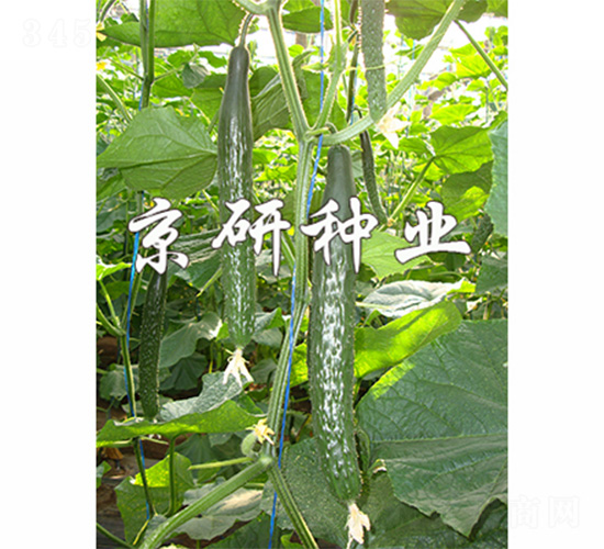 ����109-�S�ϷN��-����