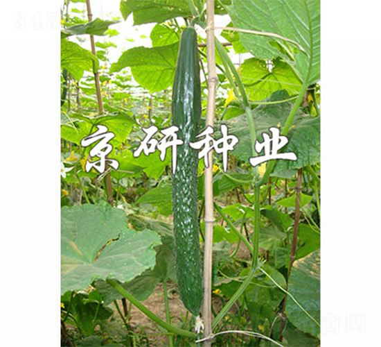 ����407-�S�ϷN��-����