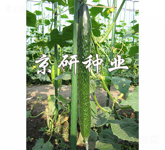 ��������-�S�ϷN��-����