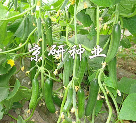 ��������13̖(h��o)-�S�ϷN��-����