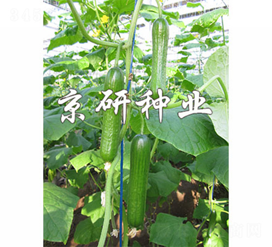 �G���`6̖(h��o)-�S�ϷN��-����