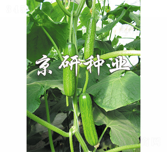 �G���`4̖-�S�ϷN��-����