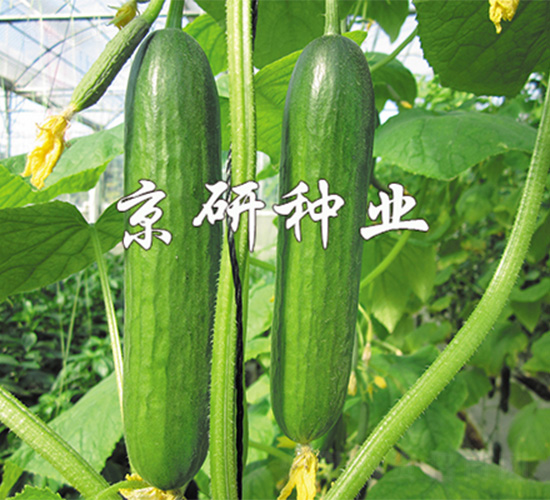 �G���`3̖-�S�ϷN��-����