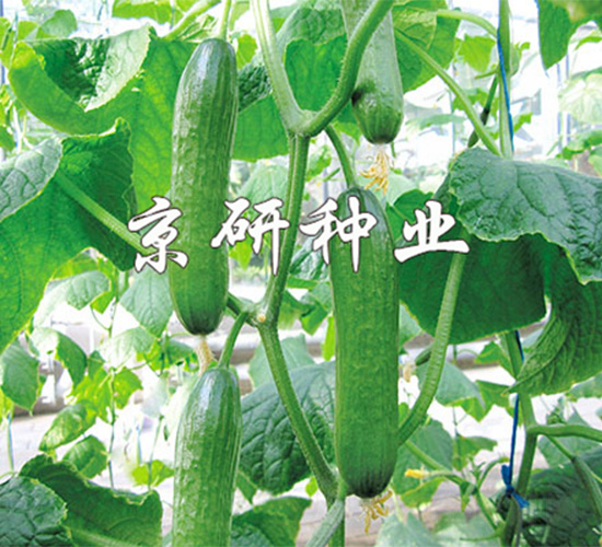 �G���`-�S�ϷN��-����