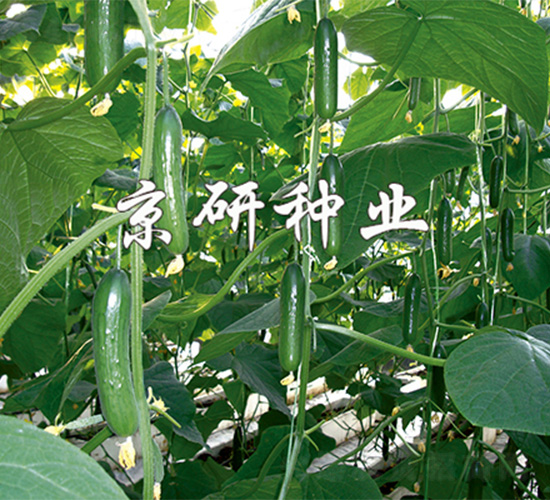 ��������5̖-�S�ϷN��-����