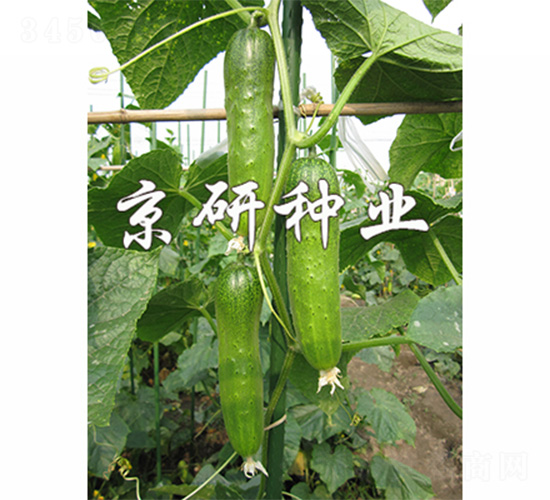 ���оG�ᭇ2̖-�S�ϷN��-����