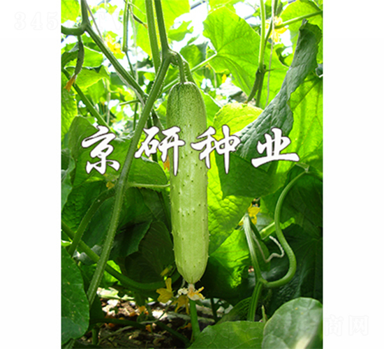 ���к���7̖-�S�ϷN��-����