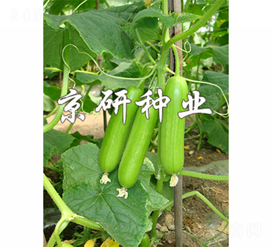 ���д�������2̖-�S�ϷN��-����