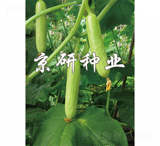 �׾��`-�S�ϷN��-����