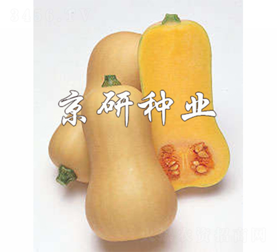 �S��1̖(h��o)�Ϲ�-�ϹϷN��-����